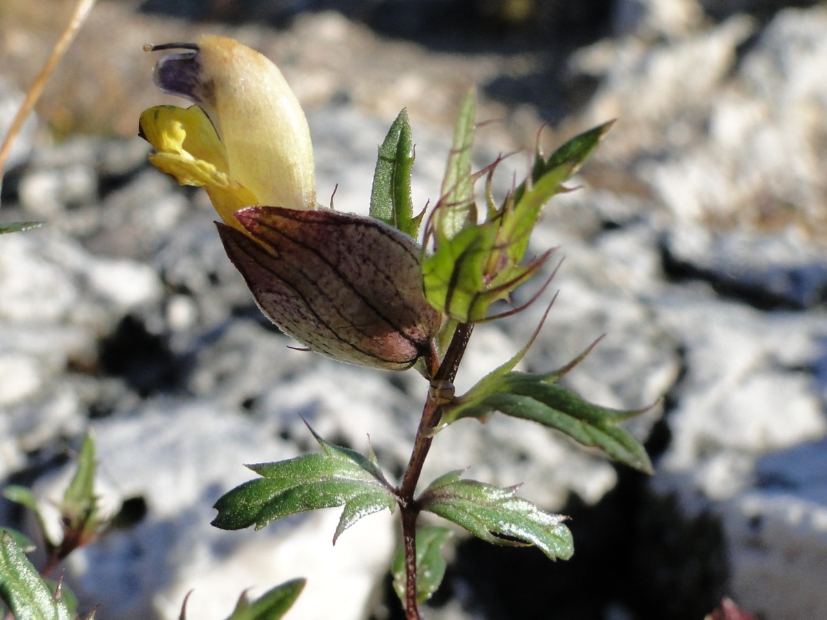 Rhinanthus angustifolius
